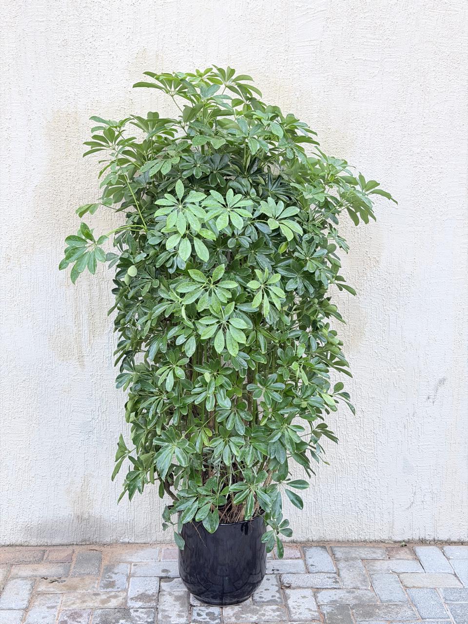 Schefflera Arboricola (Dwarf Umbrella Plant) Ceramic Pot