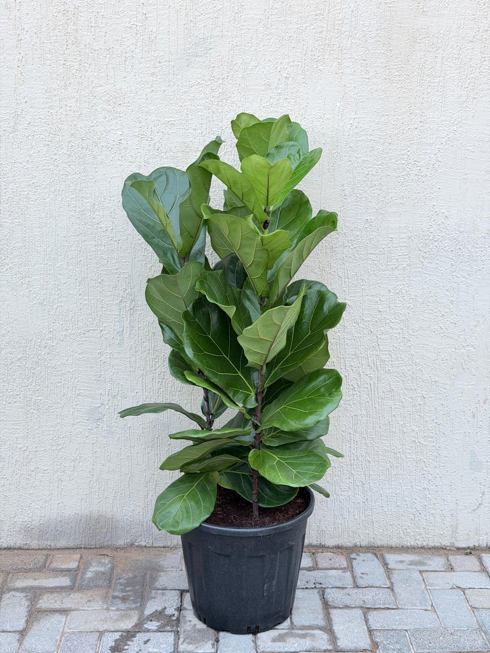 Fiddle Leaf Fig 3PP (Ficus lyrata) Nursery Pot