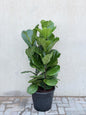 Fiddle Leaf Fig 3PP (Ficus lyrata) Nursery Pot