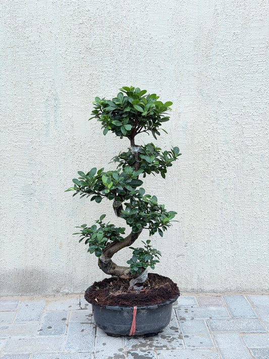 Ficus Bonsai S-shape (Ficus Microcarpa Bonsai)