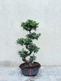 Ficus Bonsai S-shape (Ficus Microcarpa Bonsai)