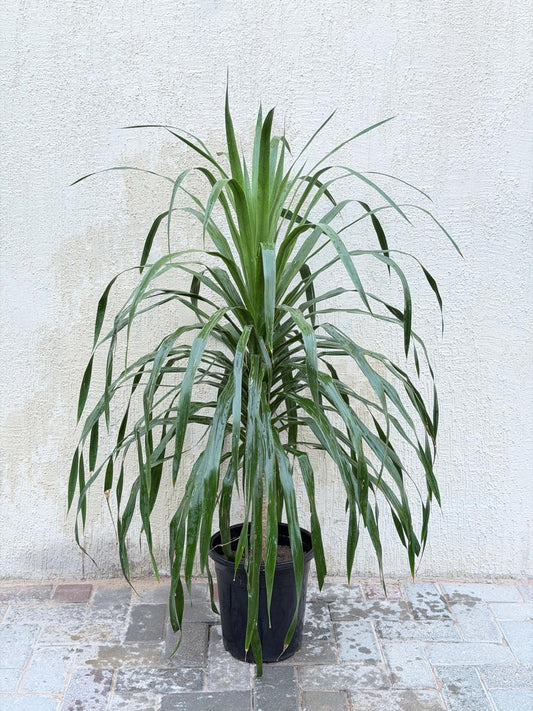 Dracaena Draco (Dragon Tree / Dragon Blood Tree) Nursery Pot