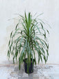 Dracaena Draco (Dragon Tree / Dragon Blood Tree) Nursery Pot
