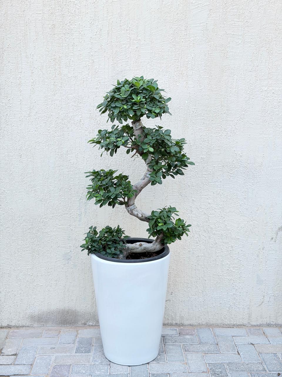 Premium S-Shape Ficus Bonsai (Ficus Microcarpa Bonsai) Tall White Ceramic Pot