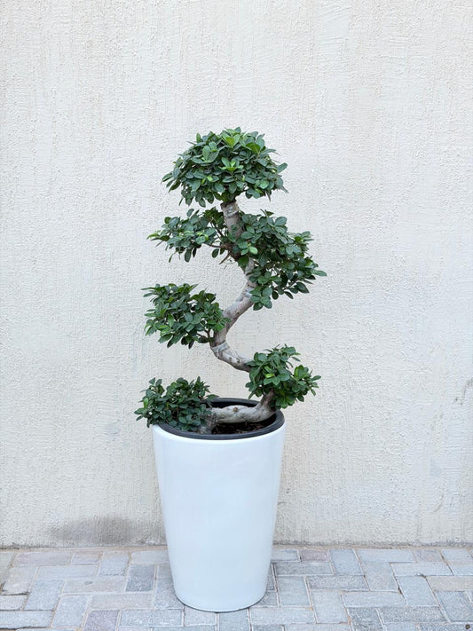 Premium S-Shape Ficus Bonsai (Ficus Microcarpa Bonsai) Tall White Ceramic Pot
