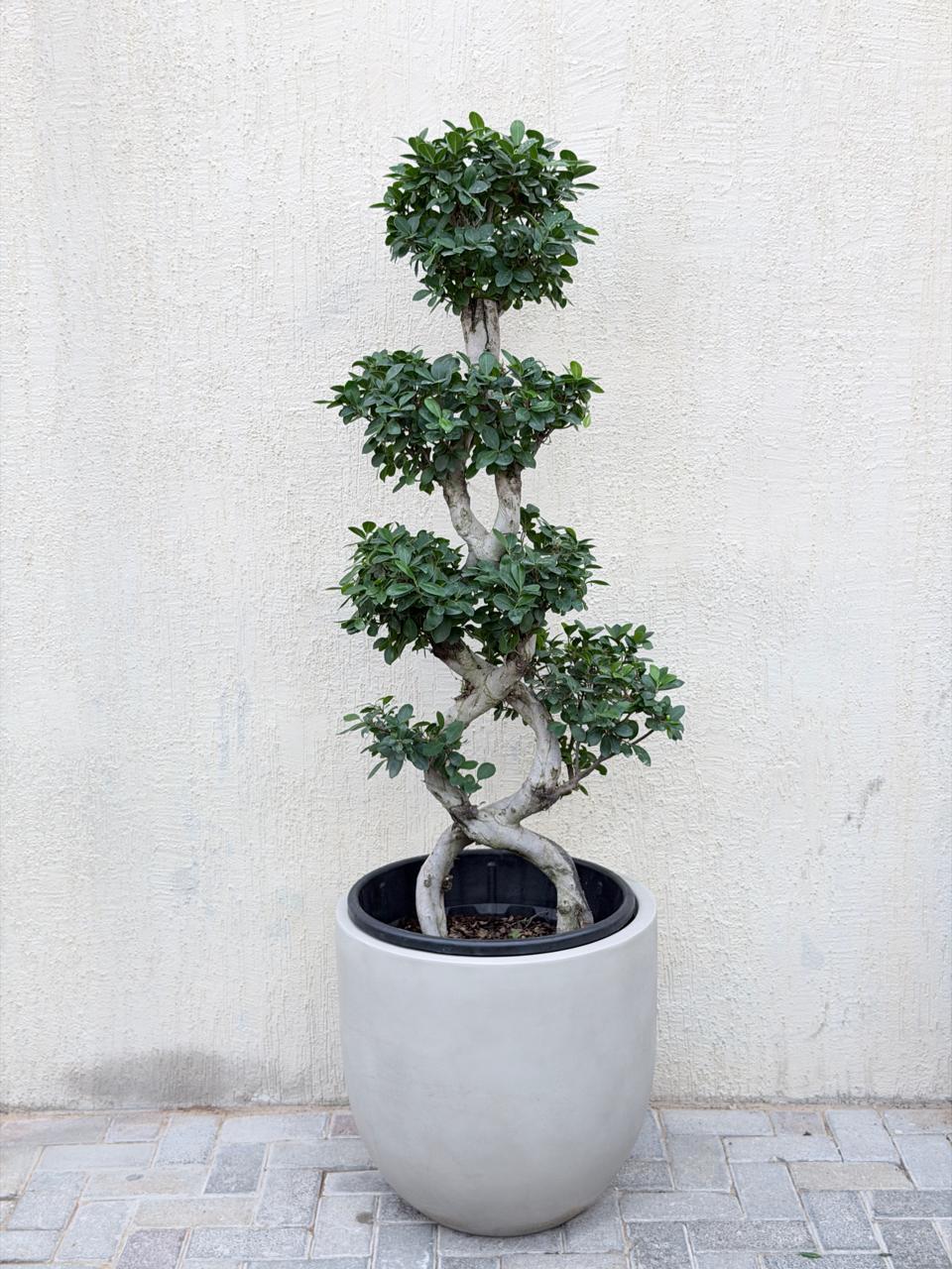 Premium 8-Shape 130-140 Ficus Bonsai (Ficus Microcarpa Bonsai) Badge Fiber Pot