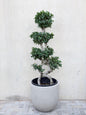 Premium 8-Shape 130-140 Ficus Bonsai (Ficus Microcarpa Bonsai) Badge Fiber Pot