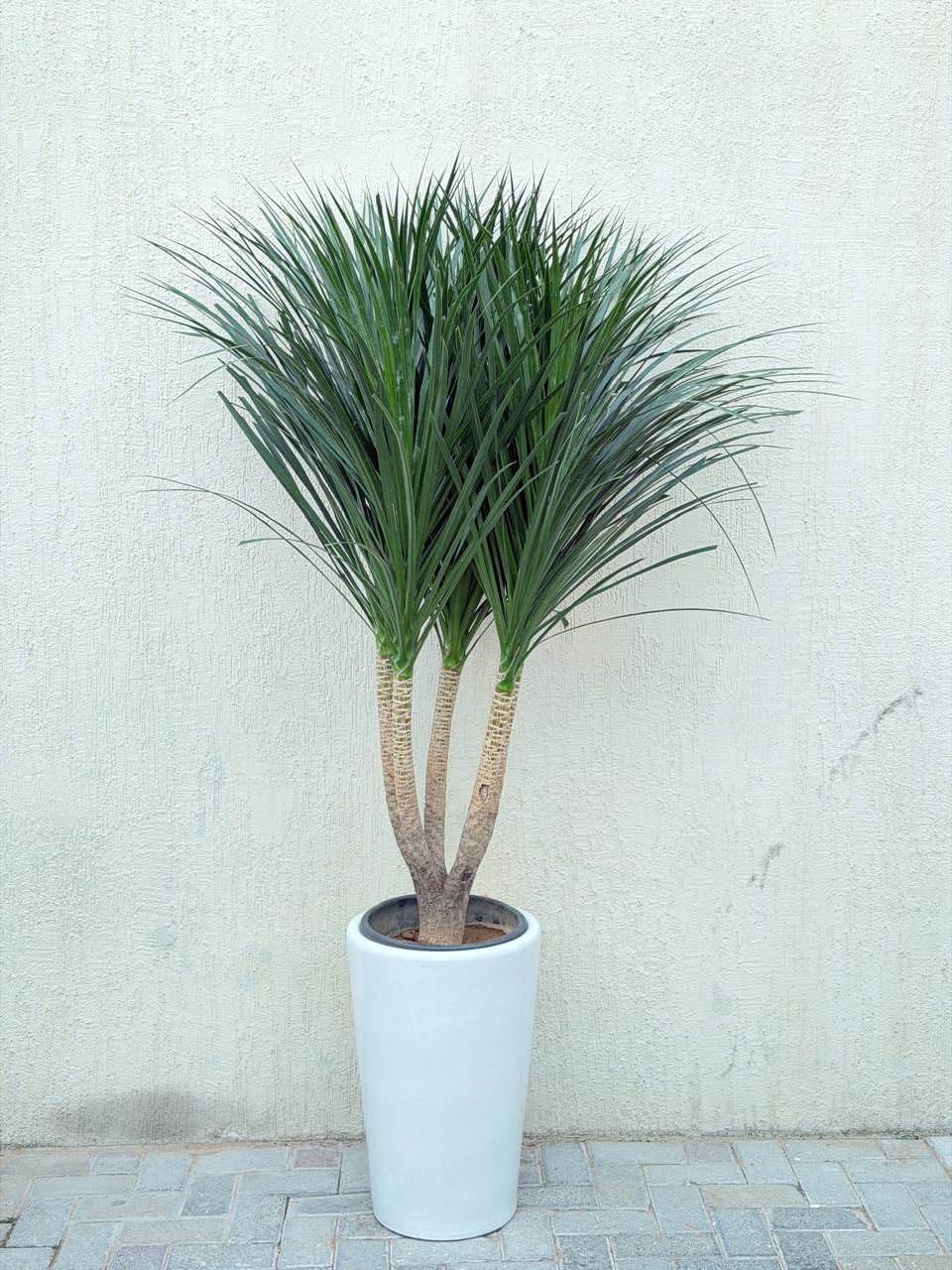 Dracaena Draco Multi-Head (Dragon Tree) Tall White Ceramic Pot