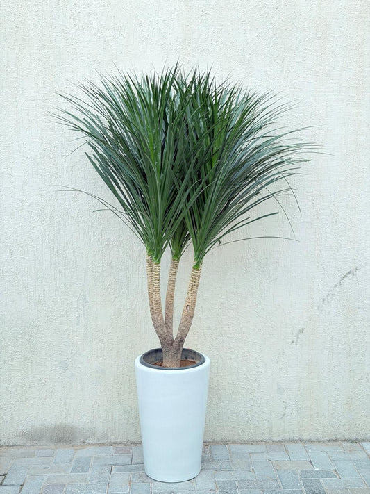 Dracaena Draco Multi-Head (Dragon Tree) Tall White Ceramic Pot