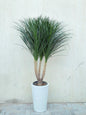 Dracaena Draco Multi-Head (Dragon Tree) Tall White Ceramic Pot