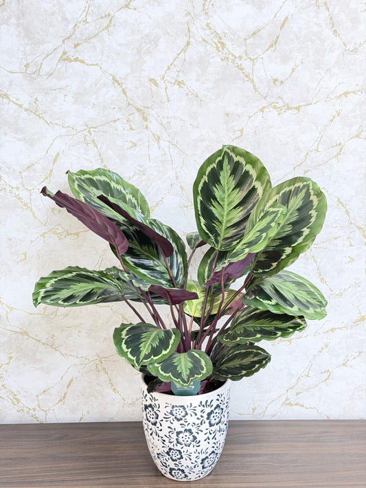Calathea Medallion (Prayer Plant) Ceramic Pot