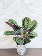 Calathea Medallion (Prayer Plant) Ceramic Pot