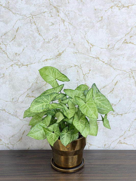 Syngonium White Butterfly Plant - Gold Ceramic Pot