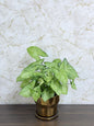 Syngonium White Butterfly Plant - Gold Ceramic Pot