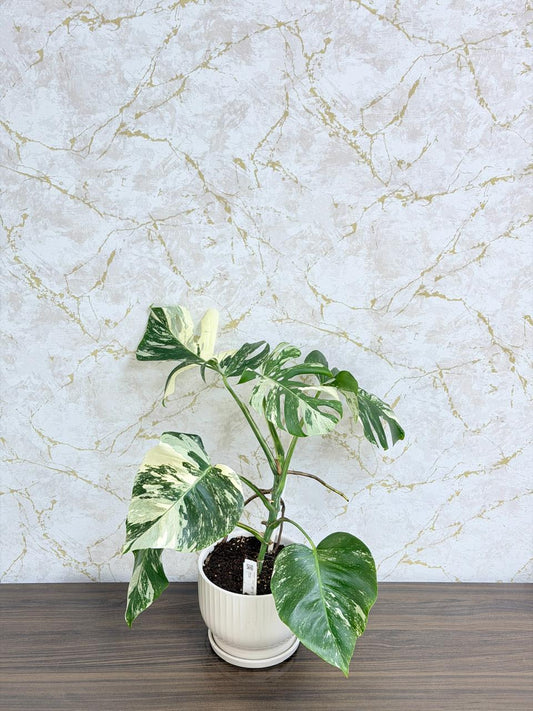 Monstera Albo Variegata Plant - Ceramic Pot