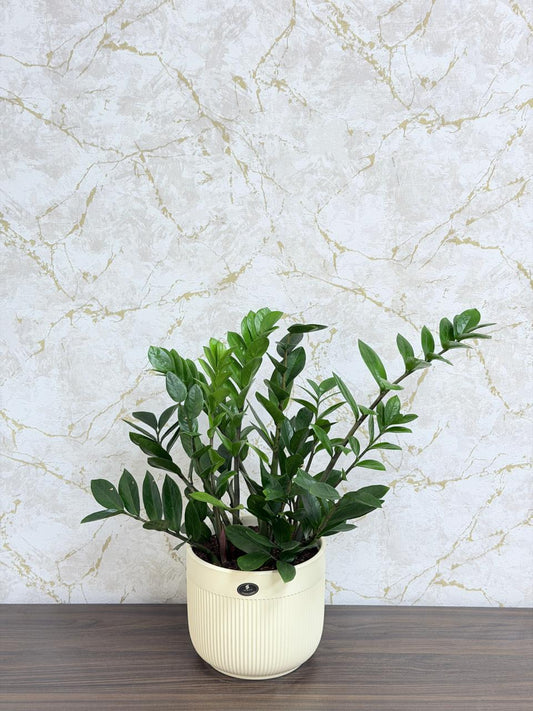Zamia - ZZ Plant (Zamioculcas zamiifolia) Ceramic Pot