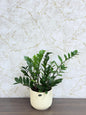 Zamia - ZZ Plant (Zamioculcas zamiifolia) Ceramic Pot